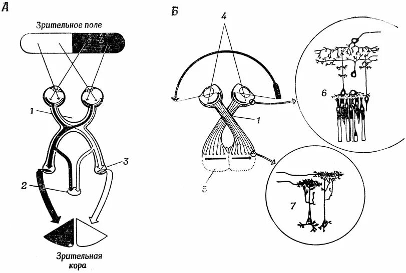 Архитектура нейронной сети. Повторяет структуру зрительной коры млекопитающих. Строение оптического аппарата зрительного анализатора. Функции зрительной зоны головного мозга. Повторяет структуру зрительной коры млекопитающих.