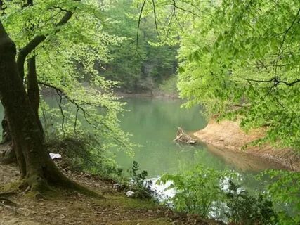 Белградский лес