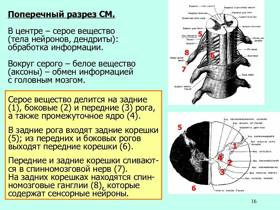 Серое вещество тела нейронов. Серое вещество дендриты. Серое и белое вещество ЦНС. Серое вещество нервной системы это. Что находится в сером веществе