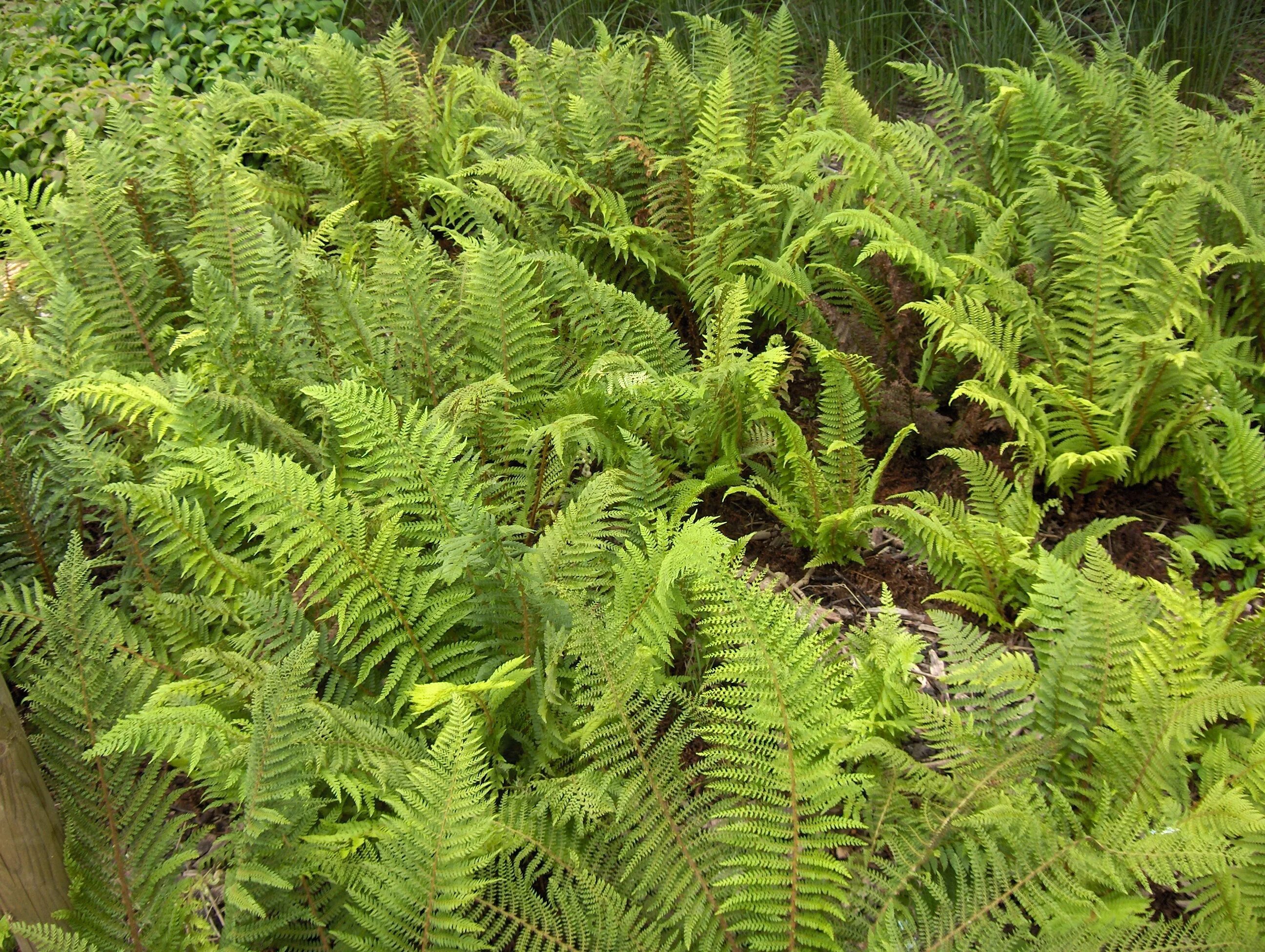 Примеры папоротниковых растений. Polystichum setiferum. Папоротниковидные споровые растения. Папоротники это споровые растения. Многорядник трехраздельный Polystichum Tripteron.