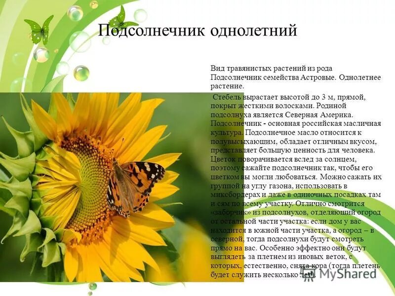 Красивые культурные растения. ). Опыление подсолнечника. Подсолнух однолетний. Стебель подсолнуха.