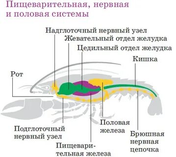 Какой желудок у рака