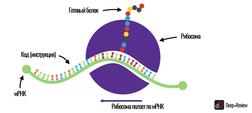 Вакцины на основе матричной РНК. МРНК вакцина. Строение МРНК вакцин. МРНК вакцины от коронавируса.