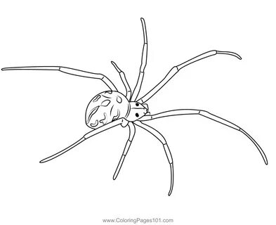 Brown Widow Spider Coloring Page for Kids - Free Spiders Printable Coloring Page