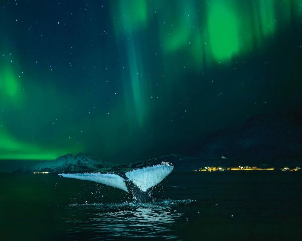 териберка северное сияние. териберка полярное сияние. киты и северное сияние в териберке. архангельск северное сияние. северное сияние териберка ледовитый океан.