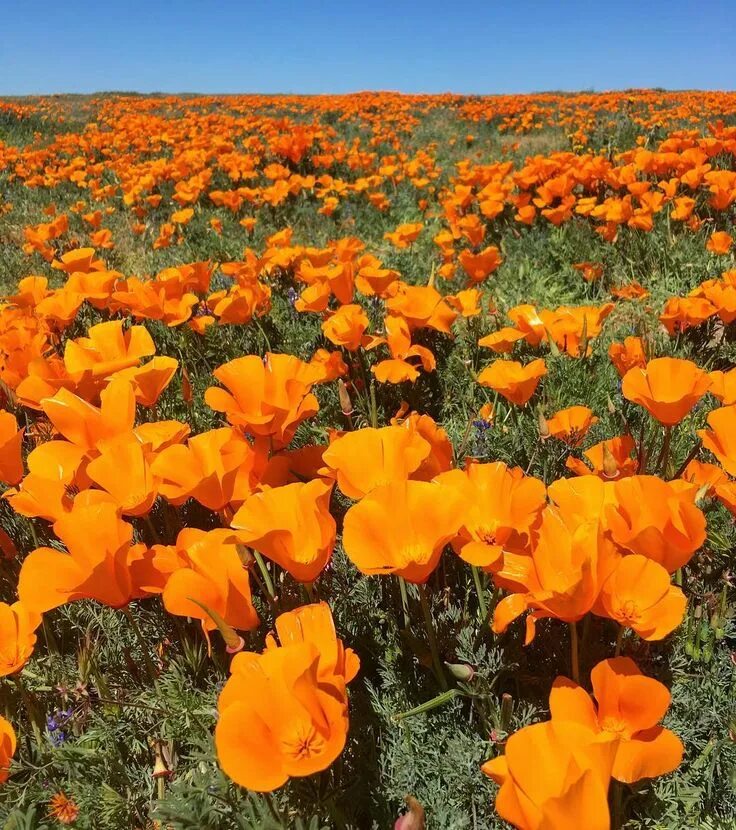 Как переводится poppy. Цветы Калифорния. Super Bloom California. State Flower of California. Yellow Desert Flower.