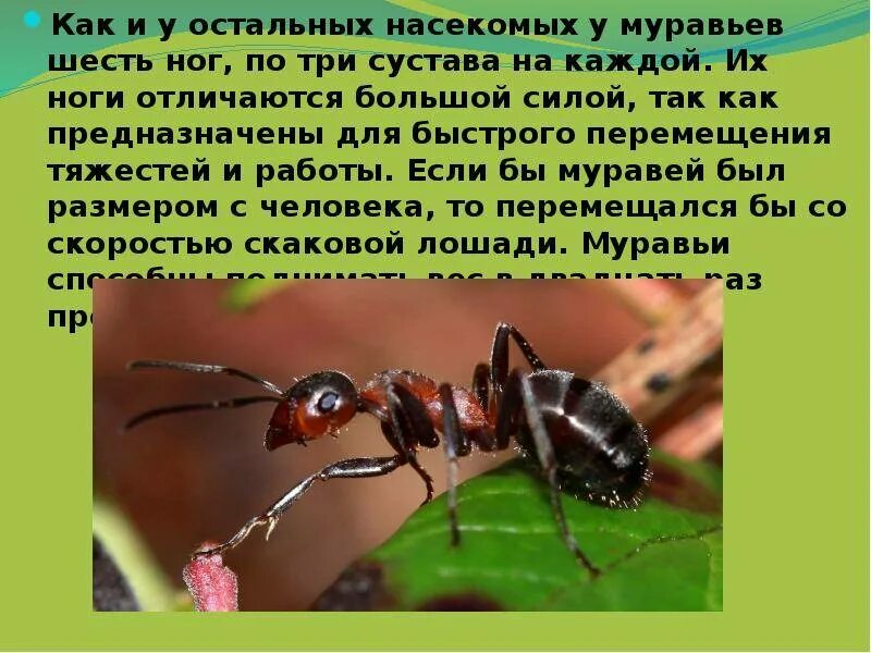 Муравей окружающий мир. Доклад о муравьях. Доклад про муравья 2 класс окружающий мир. Доклад про муравьев.