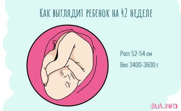 Если роды не начинаются в 40 недель. Размер плода на 40 неделе беременности. Если роды не начинаются в 40 недель. Живот перед родами каменеет?. Схватки при беременности.