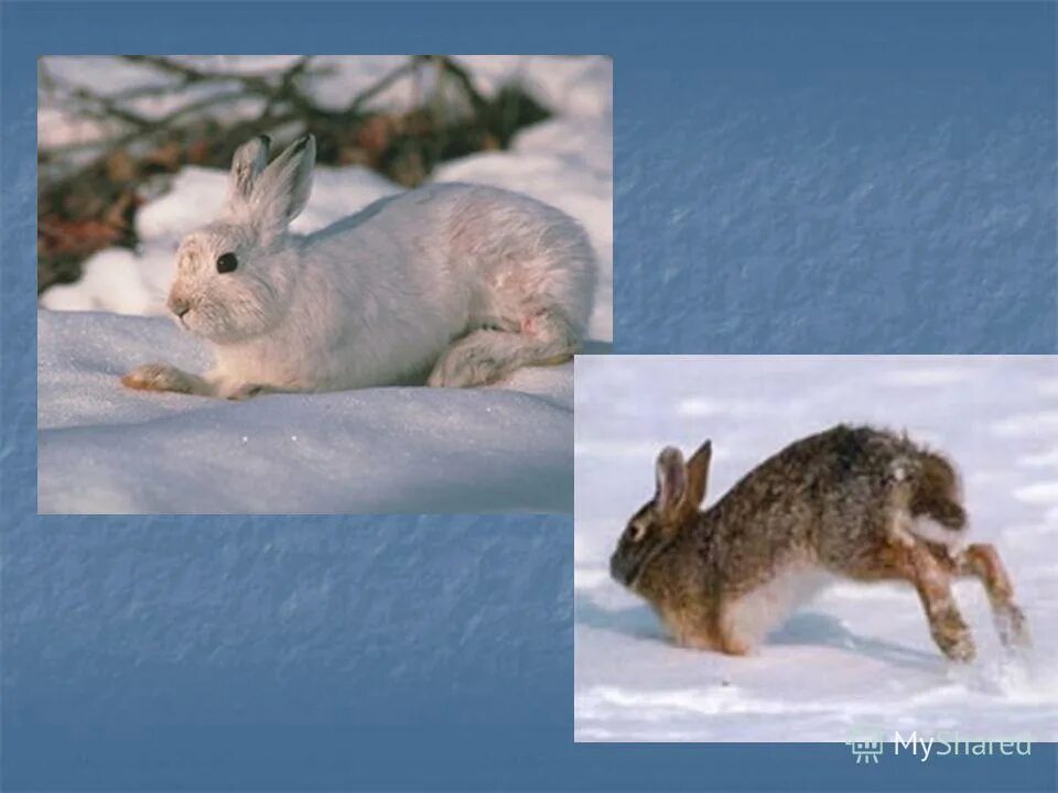 зайцы впадают. как заяц зиму проводит. степной заяц толай. капский заяц. заяц беляк толай и русак.