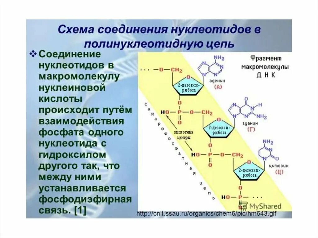 Полинуклеотидная цепь связи. Вторичная структура ДНК формула. Тринуклеотиды. Фосфодиэфирная связь. Структура мономера.