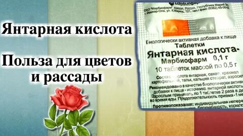 Как правильно подкормить цветы янтарной кислотой