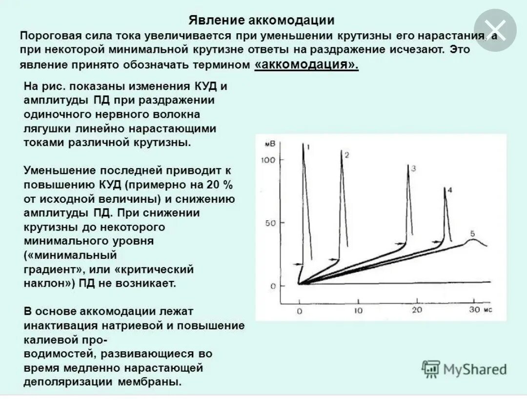 В условиях нарастания. Аккомодация возбудимых тканей. Явление аккомодации возбудимой ткани физиология. Аккомодация потенциала действия. Закон крутизны нарастания раздражителя (градиента)..