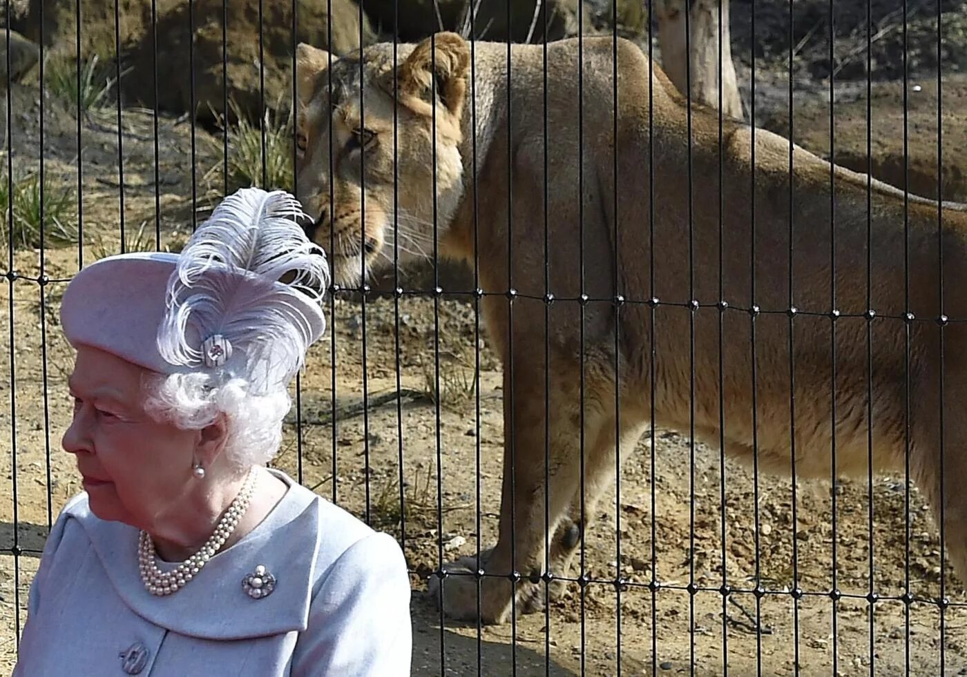 Зоопарк земля. Риджентс парк зоопарк. Лондонский зоопарк (London Zoo). Земля Львов London Zoo. Зоопарк в Британии.