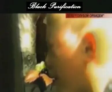 Золотая коллекция голубой орхидеи - 73 фото