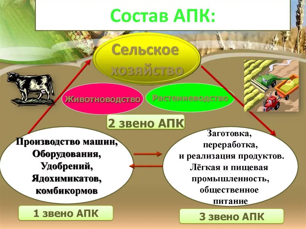 Схема агропромышленный комплекс Растениеводство. Состав агропромышленного комплекса. Состав АПК России. Агропромышленный комплекс состав АПК. 56 апк