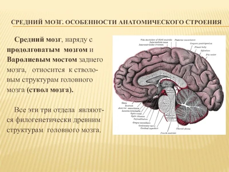 Структуры отделов и функции среднего мозга. Средний мозг анатомические структуры. Строение и расположение среднего мозга. Структура головного мозг средний мозг. Функции структур среднего мозга