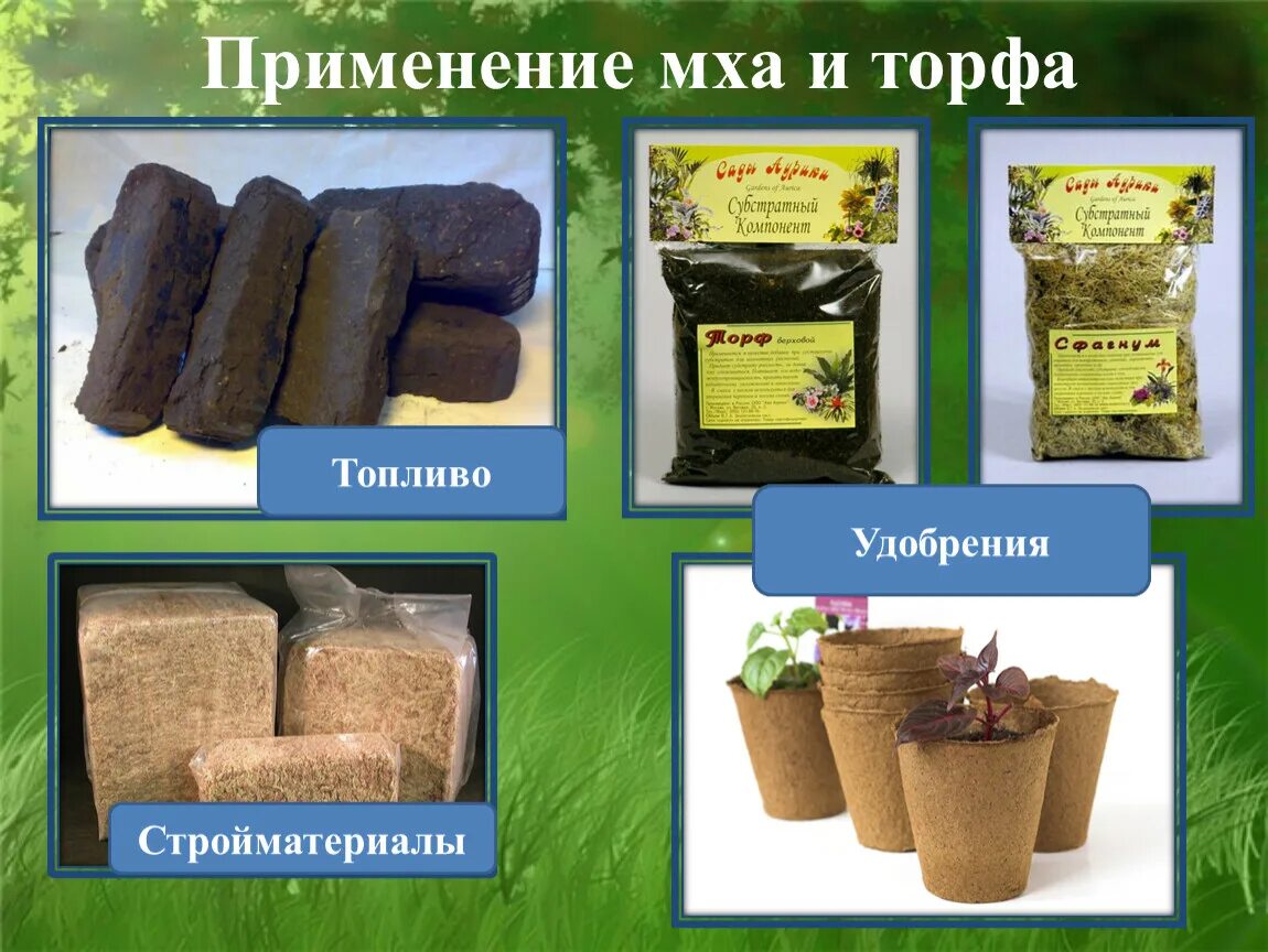 Торф доклад 3 класс. Торф. Продукция из торфа. Сфагнум торф. Применение торфа.