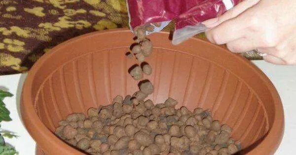 Дренаж для орхидей. Дренажный керамзит для фаленопсиса. Орхидея фаленопсис в горшке. Орхидея в керамзите. Дренажный камень для орхидей.