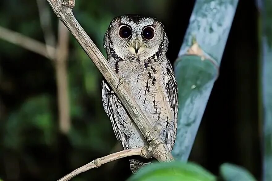 Otus basic. Otus basic