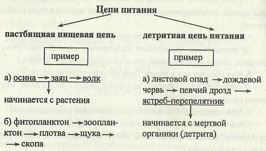 Детритная пищевая цепь и пастбищная различия