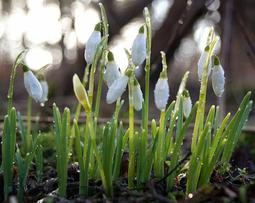 весна пробуждение природы. весеннее пробуждение. природа просыпается весной. весенняя природа. пробуждение природы весной.