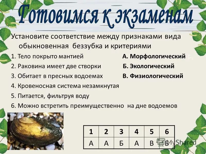 установите соответствие между признаками беззубки. установите соответствие между признаками беззубки. установите соответствие между критерием и видом интереса. установите соответствие между признаком обыкновенной беззубки. установите соответствие между признаком обыкновенной беззубки.