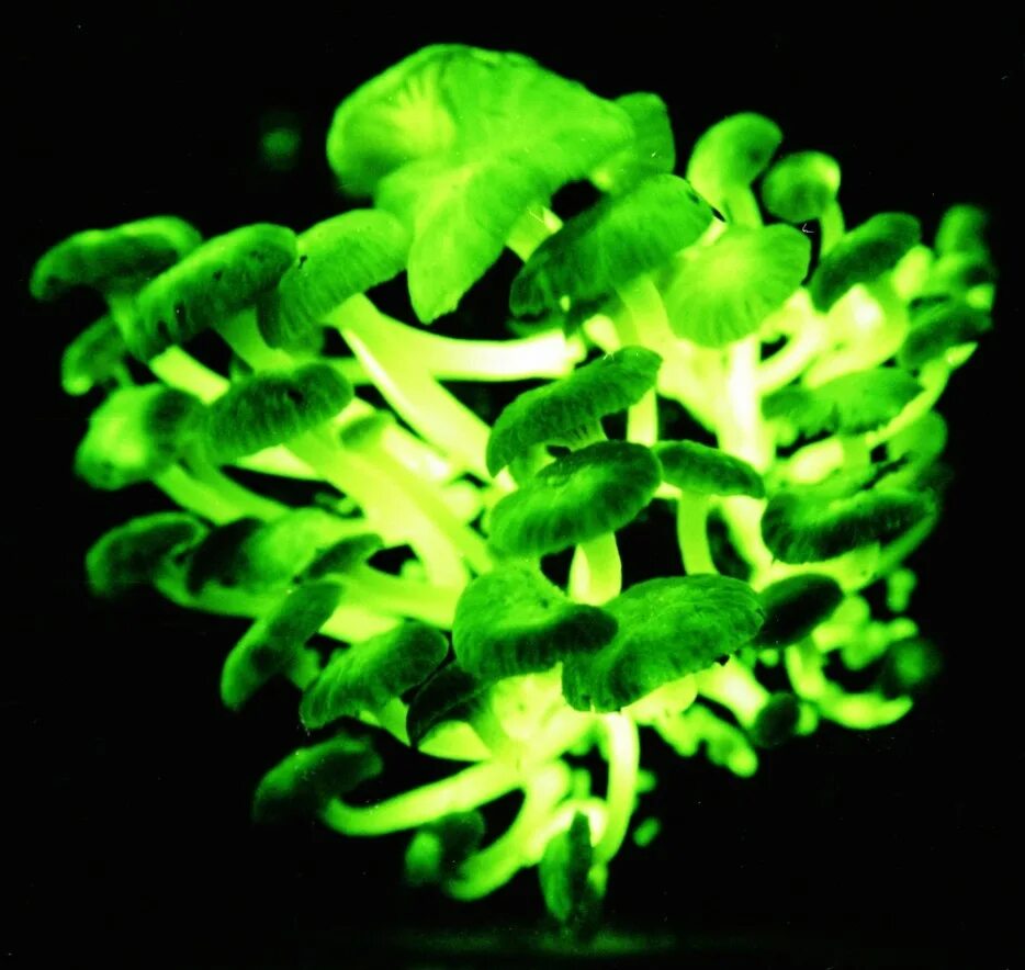Грибы светятся в темноте. Мицена хлорофос. mycena luxarboricola. биолюминесцентные грибы. биолюминесценция грибы.