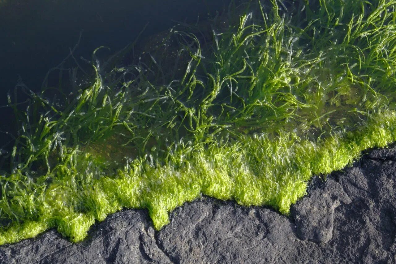 Водоросли представляют собой. Нитчатая водоросль спирогира. Зеленые водоросли спирогира. Зелёная водоросль спир.