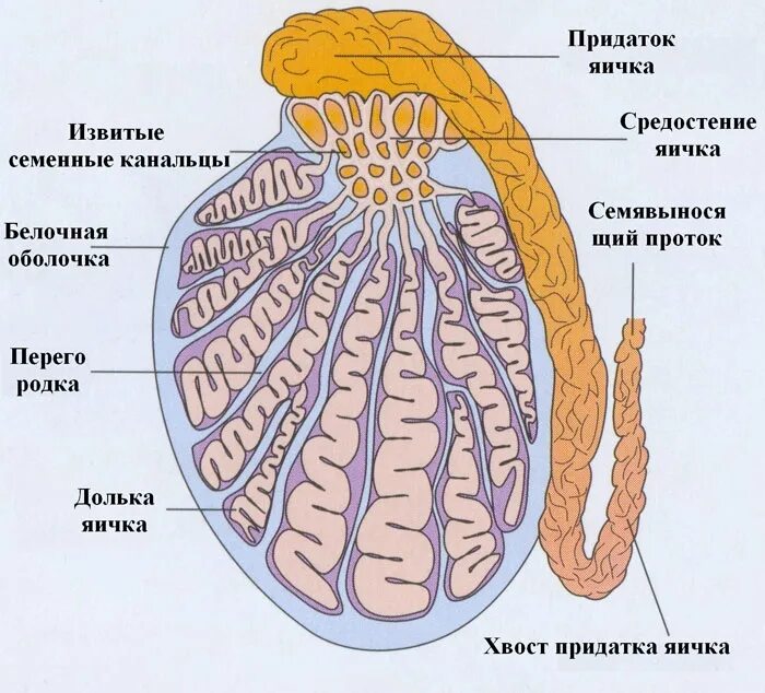 Мужские яички органы. Внутреннее строение яичка. Семенник внутреннее строение. Яичко мужское анатомия строение. Внутреннее строение яйца человека.