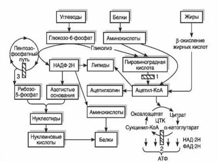 Жиры и углеводы биология 10 класс