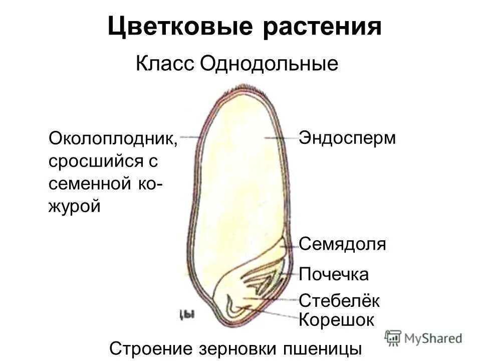 Строение однодольного семени. Строение семени однодольного растения зерновка пшеницы. строение семениоднодольной зерновки. строение семени однодольного растения. схема семя зерновки пшеницы.