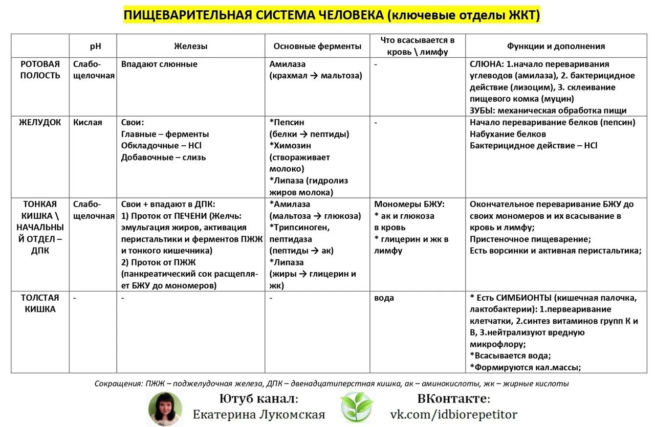 Пищеварительные органы человека таблица. Таблица отделы пищеварительной системы их строение и функции. Пищеварительный тракт строение и функции таблица. Отделы пищеварительного тракта таблица ферменты. Отделы пищеварительного тракта таблица пищеварительный сок.