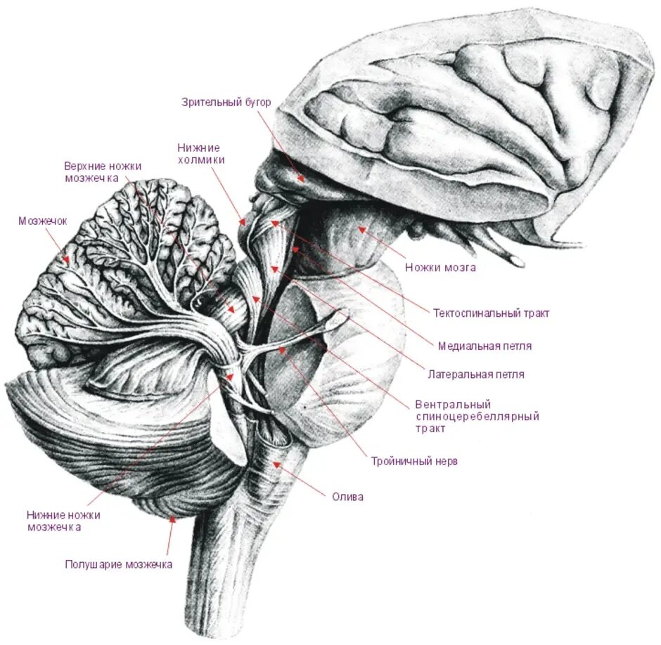 Ножки мозжечка анатомия строение. Нижняя мозжечковая ножка анатомия. Мозжечок боковой срез ножки мозжечка. Червь мозжечка и продолговатый мозг.