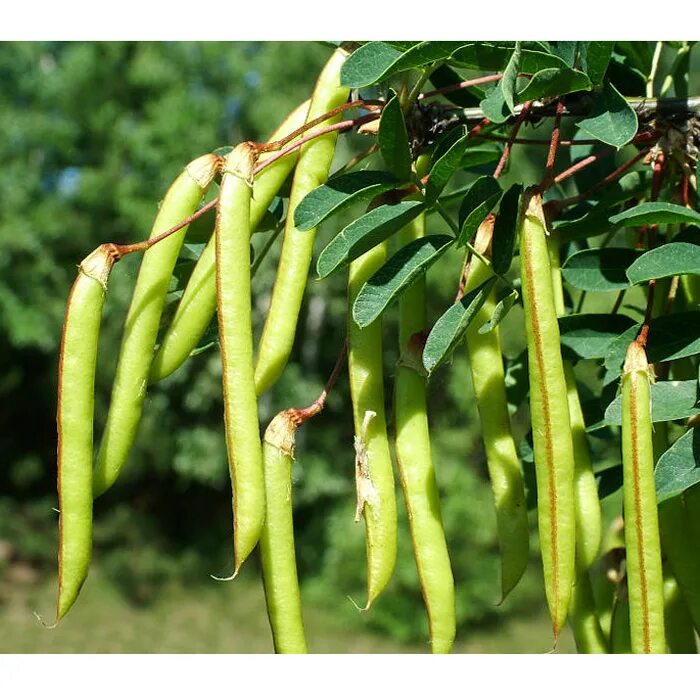 гледичия акация плод. моринга фрукт. растение с длинными плодами. катальпа дарахти. катальпа платан.