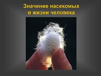 Насекомые в жизни человека
