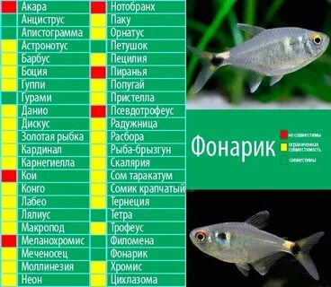 Тетра совместимость