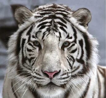 Белый тигр Фотообои Decocode 31-0006-NB - цена Купить в Москве