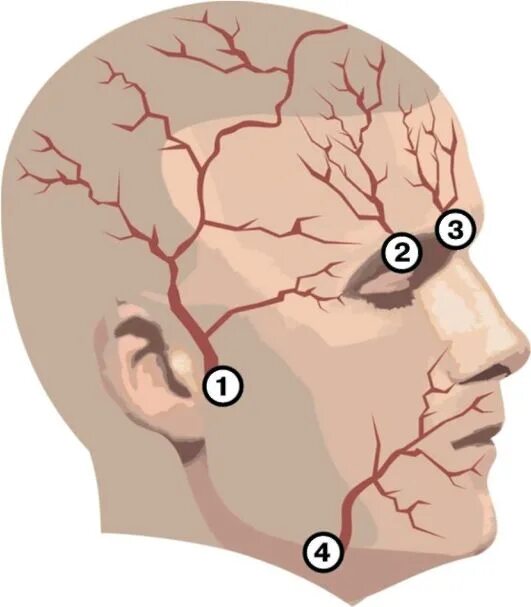 Сосуды на лбу. Артериит височной артерии. Височная артерия - на Виске. Пульсации поверхностной височной артерии.