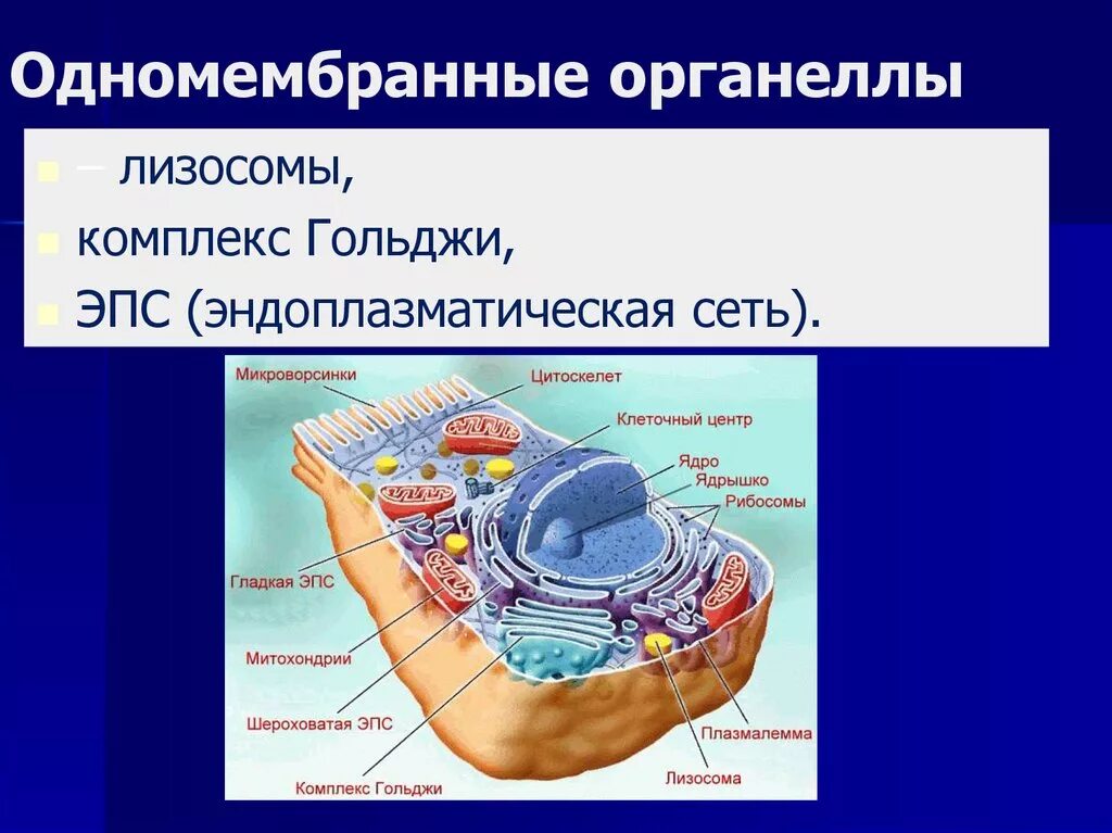 Одномембранные органеллы строение. Комплекс (аппарат) Гольджи (одномембранный органоид) строение функции. Одномембранные органоиды строение. Одномембранная структура клетки.