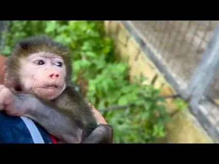Обезьяна люся тайган видео