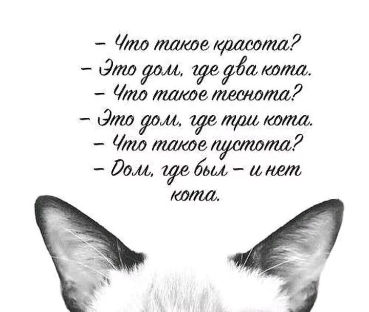 Нет кота некотяи. Нет кота некотяи
