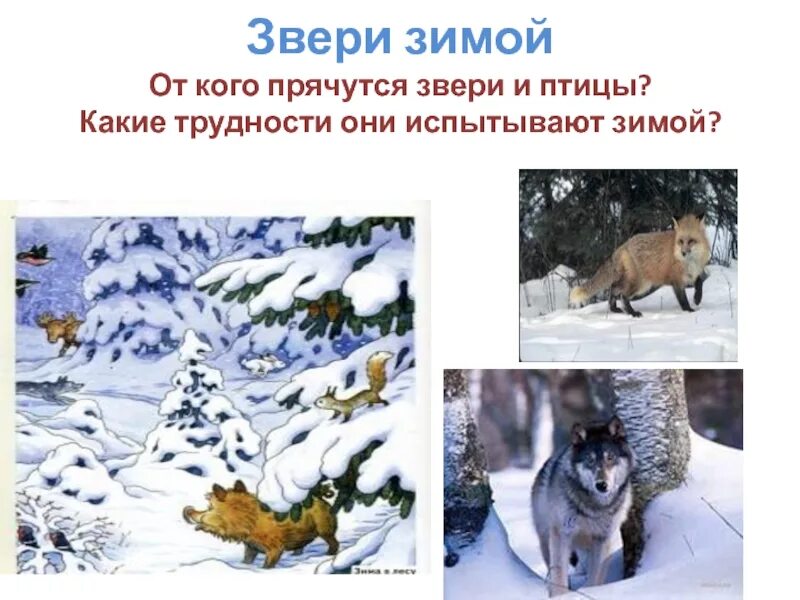 Беседа жизнь животных зимой. Жизнь животных зимой. как зимуют животные. как зимуют звери. кто как зимует.
