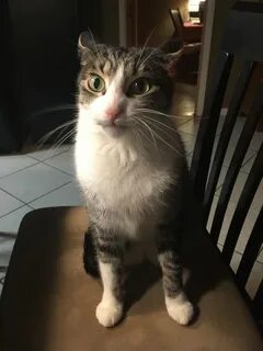 Кот внезапно