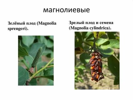 Магнолиевые не самая примитивная группа