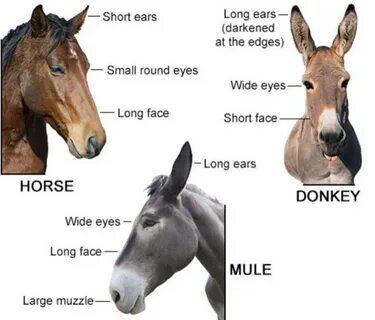 Как переводится horse