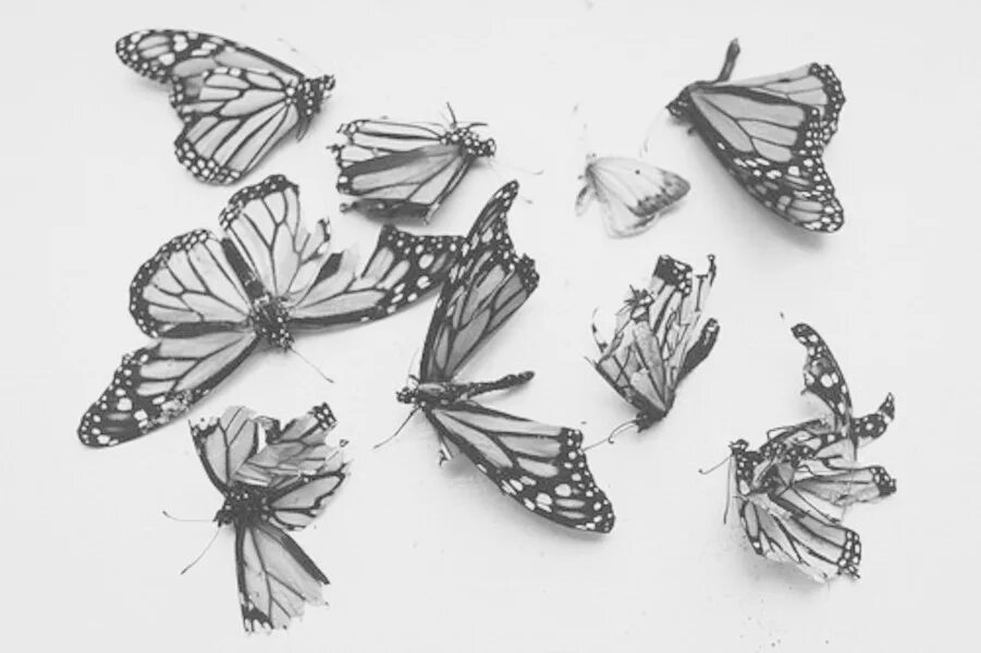 картинки бабочки в твоих руках. крылья бабочки. рваные крылья. бабочка на ладони. дохлые бабочки.