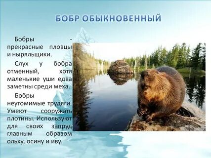 Сообщение о бобре 4 класс окружающий мир
