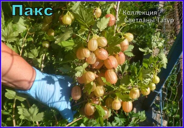 Крыжовник хиннонмаки грин. Крыжовник пакс фото. Крыжовник хиннонмаки грин. Крыжовник обыкновенный. Крыжовник сеянец лефора.