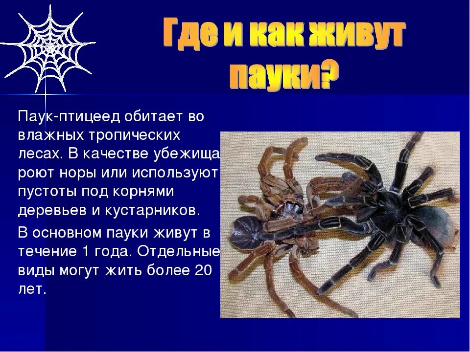 Паукообразные сообщение. Рассказ о пауках. пауки презентация. сообщение о пауке. паукообразные презентация.