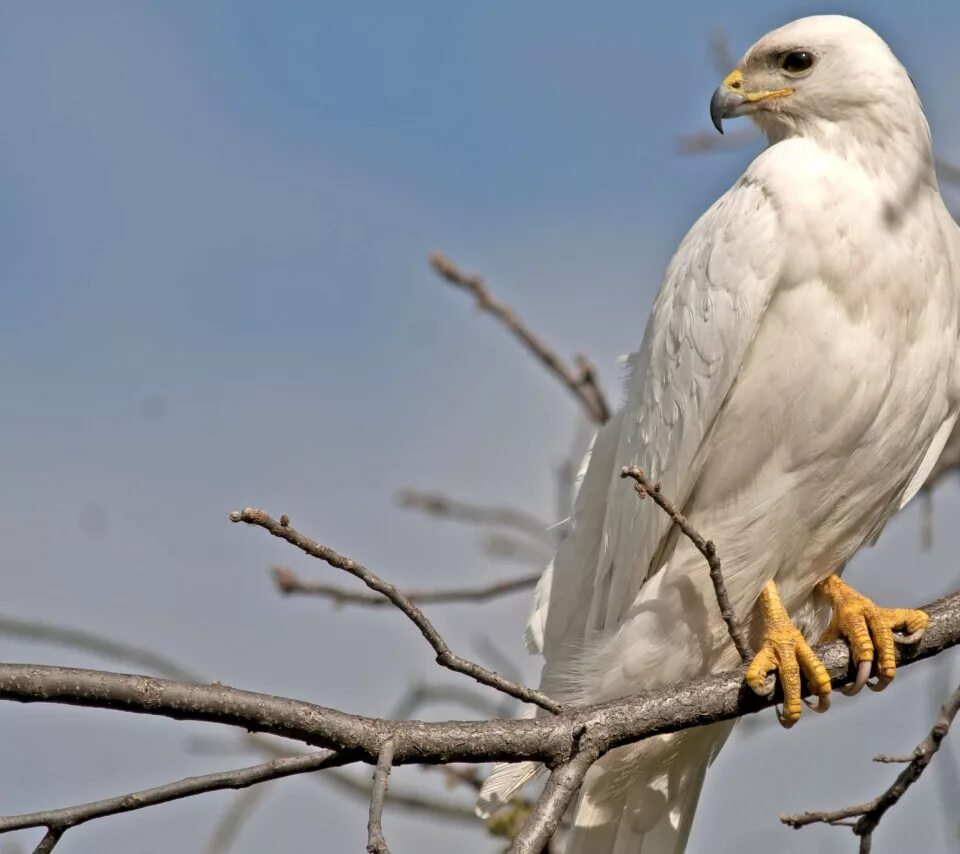Горлица альбинос. Белый голубь. Увидеть белую птицу. Белая ворона альбинос. Белый голубь.
